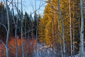 Winter forest