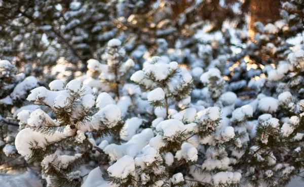 Snow on pine
