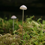 Kuhner's conocybe mushroom, photo by Jonathan Martin-DeMoor
