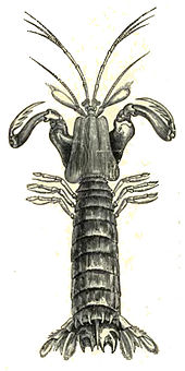 Mantis Shrimp